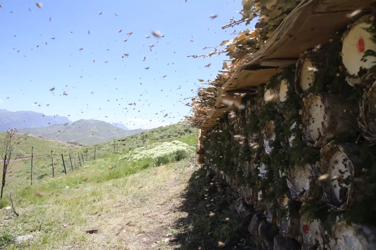 2 bin 156 rakımlı yaylada tescilli bal üretimi yapıyorlar 3