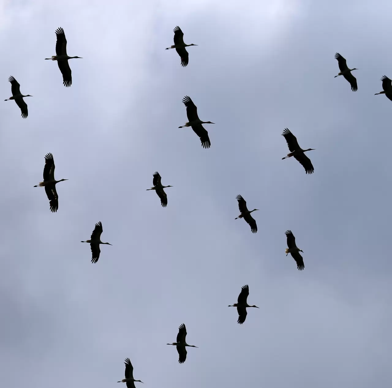 Sürü leyleklerin görüntülenmesi doğa dostlarını heyecanlandırdı 4