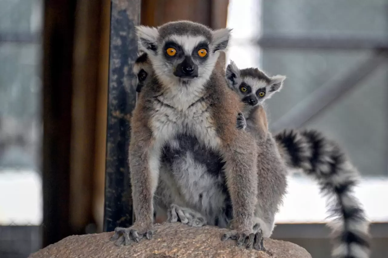 Doğa Parkı'nda sevimli yavrulardan coşkulu doğumlar: Lemur, geyik, zebra ve tay 1