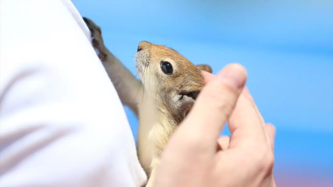 Bahçesinde bitkin halde bulduğu sincaba evinde özenle bakıyor 2
