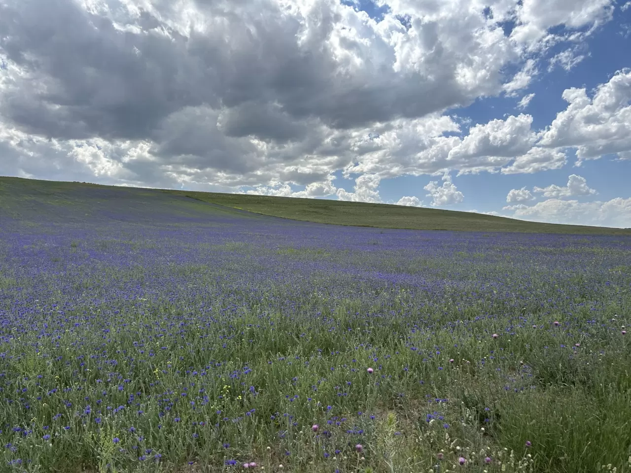 Diyadin'in zirveleri mor ve maviye büründü 6