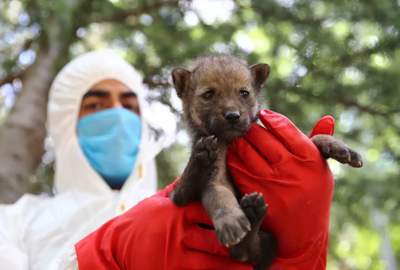 Öksüz kalan kurt yavrusu sağlığına kavuşup ailesine katılacak 6