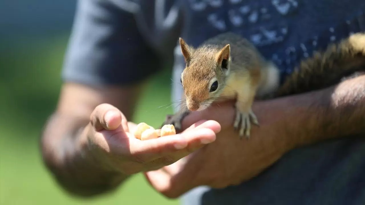 Bahçesinde bitkin halde bulduğu sincaba evinde özenle bakıyor 6
