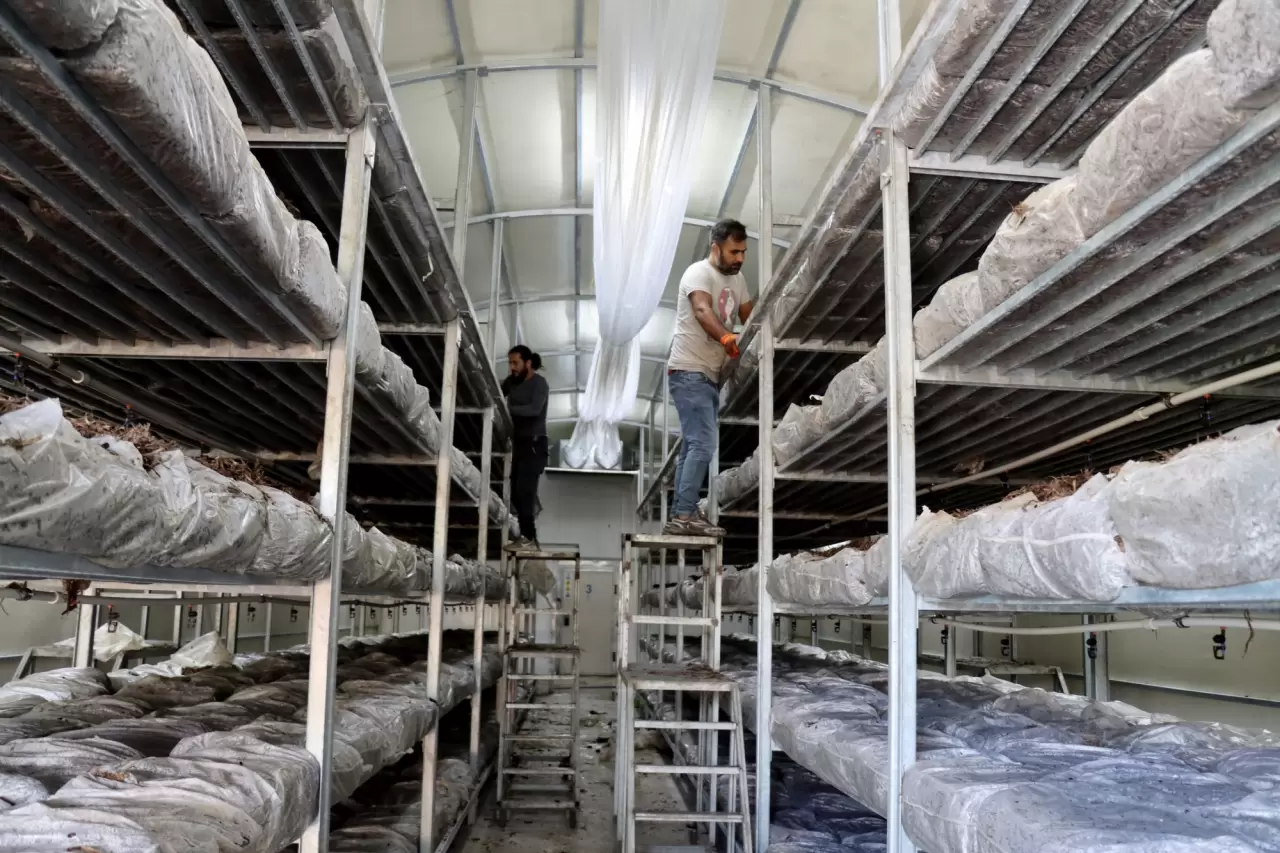 Gıda mühendisi oğlu sayesinde 53 yaşında mantar üreticisi oldu 4