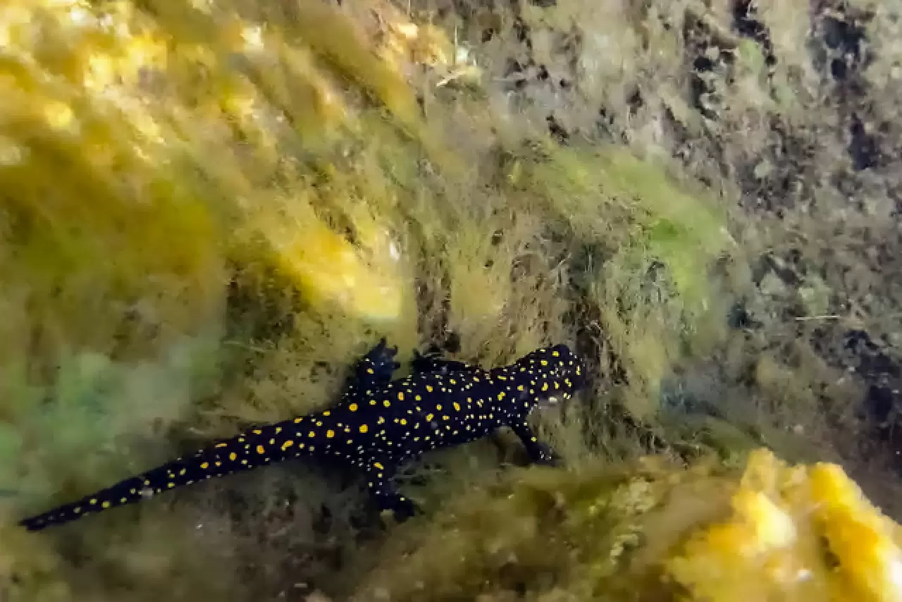 Yüzlerce sarı benekli Türk semenderi keşfedildi 1