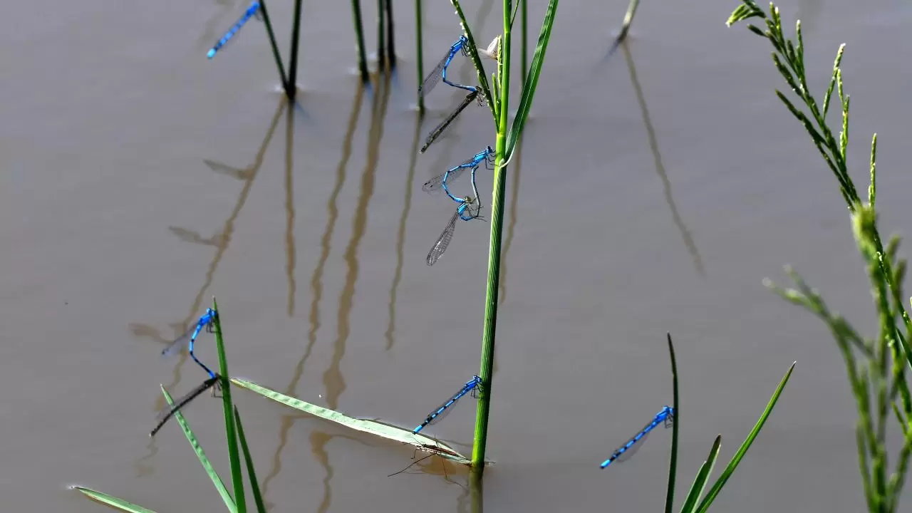 Sarıkamış'ın doğası "tarım dostu" yusufçuklarla renklendi 4