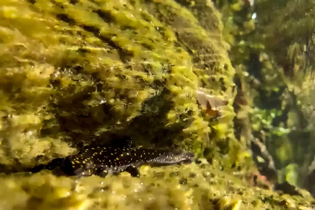 Yüzlerce sarı benekli Türk semenderi keşfedildi 10