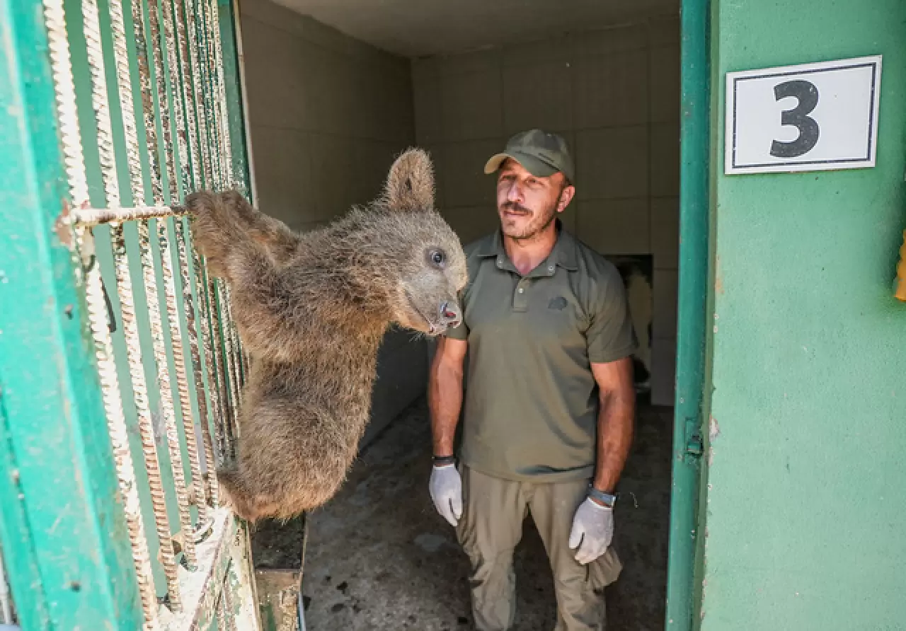 Ayı barınağının minik sakinleri 2