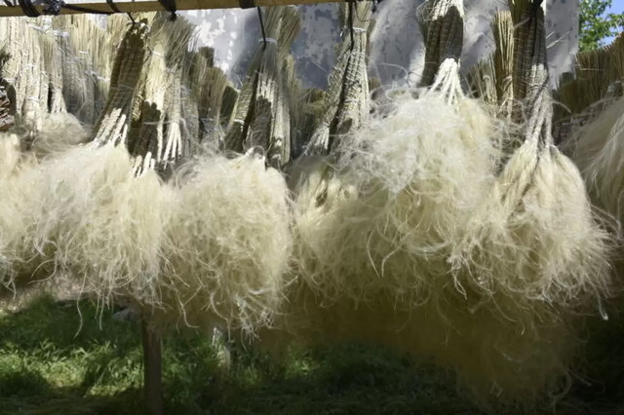 Mekanları süsleyen pampasın 'zahmetli' yolculuğu 2