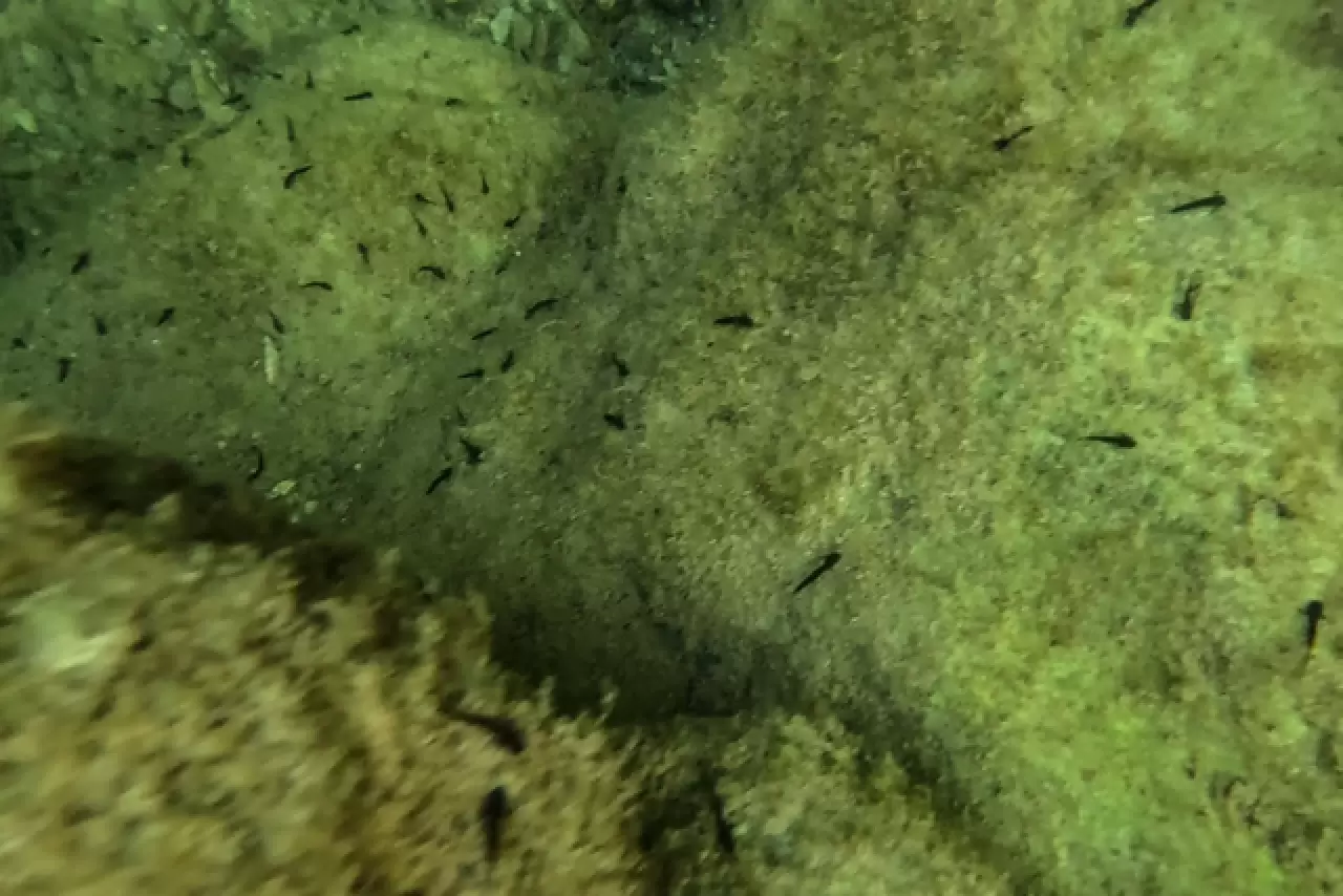 Yüzlerce sarı benekli Türk semenderi keşfedildi 6