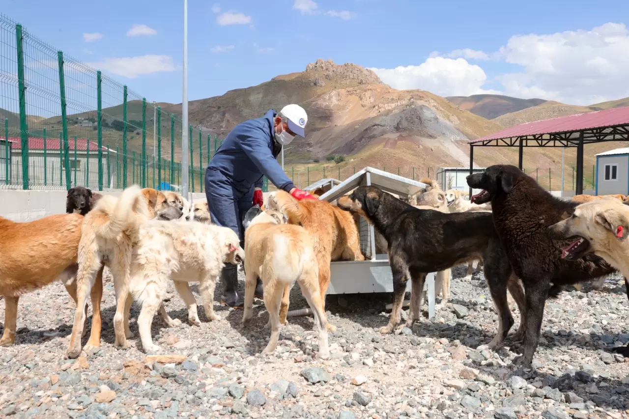 Doğal yaşam alanında 1600den fazla köpek barınıyor 3