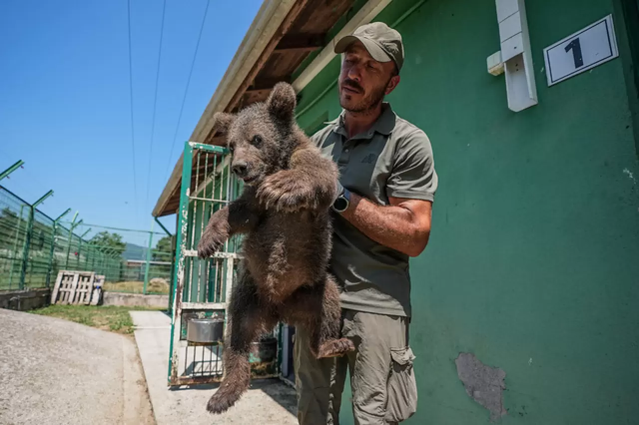 Ayı barınağının minik sakinleri 5