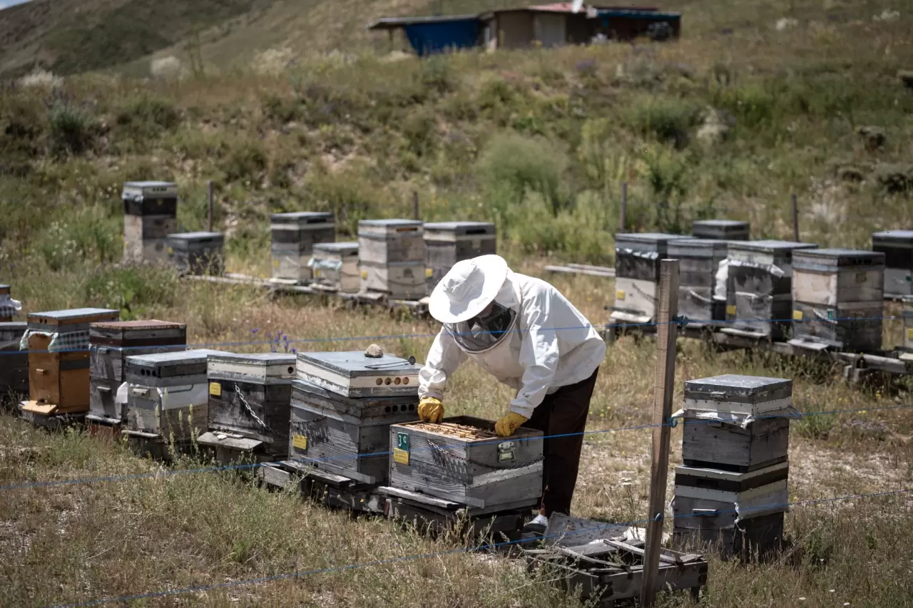 Kanseri yendi, hayatını arıcılığa adadı 3