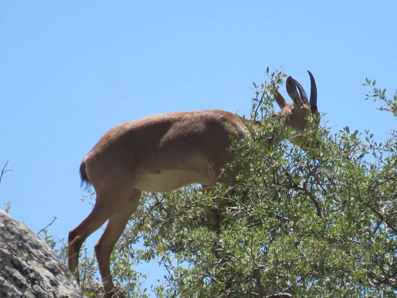 Ahır Dağı'nda ala geyik sürüsü görüntülendi 6