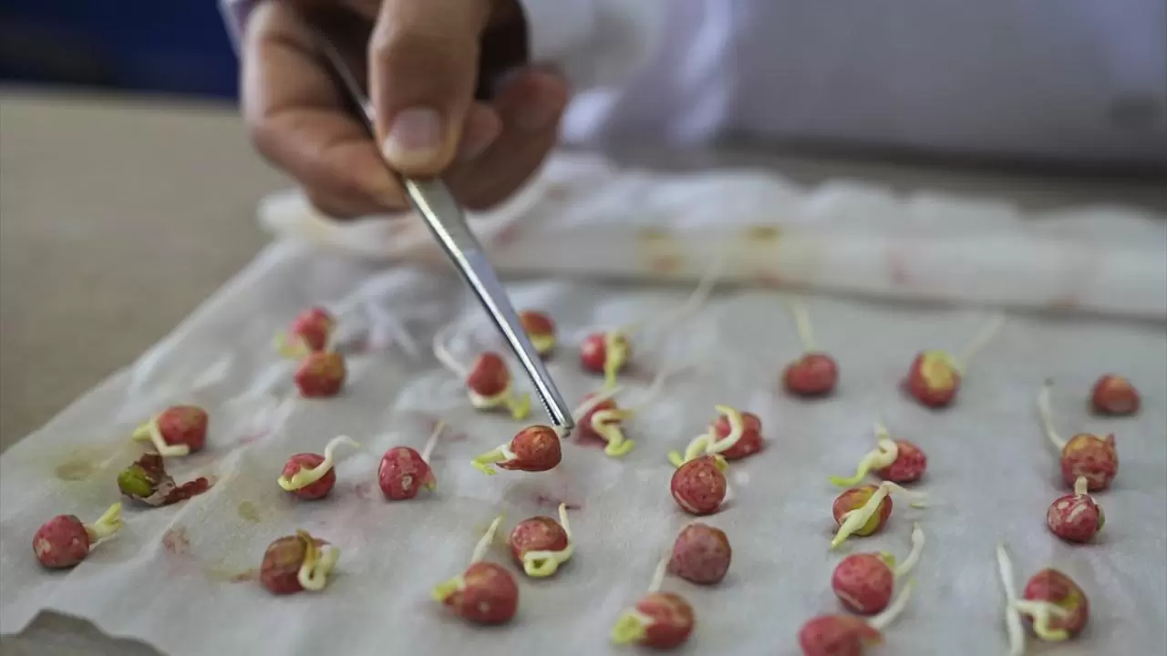 Türkiye'nin ilk tohum enstitüsü faaliyete başladı 8