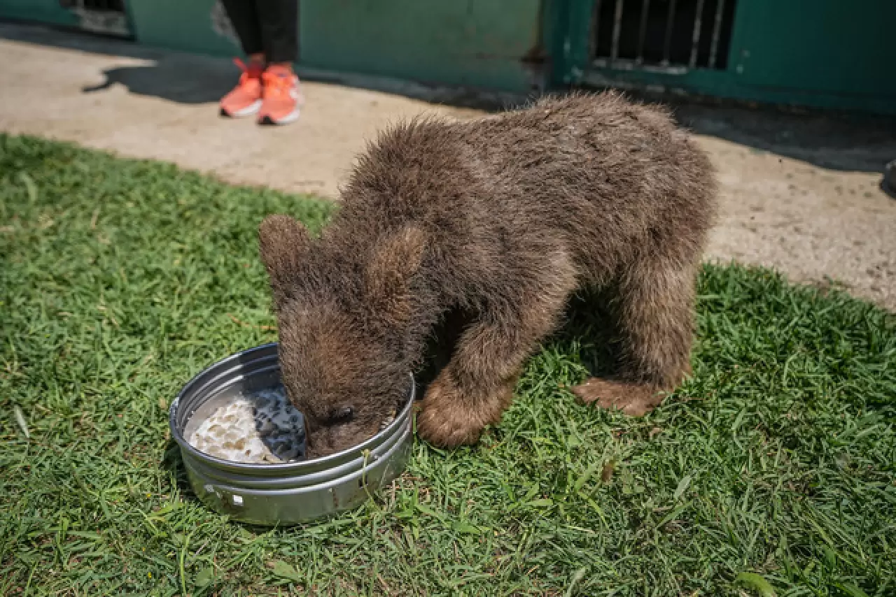 Ayı barınağının minik sakinleri 9