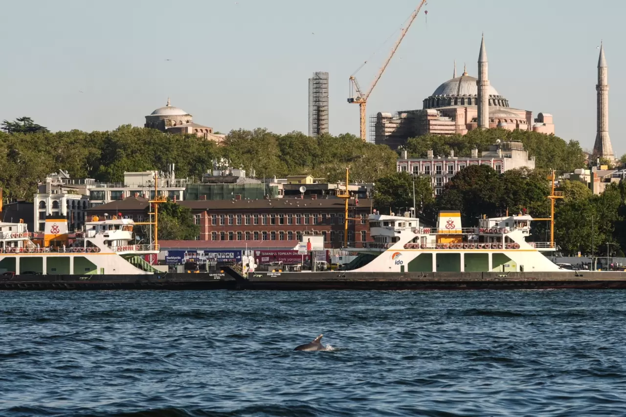 İstanbul Boğazı'nda yunuslar görüntülendi 3