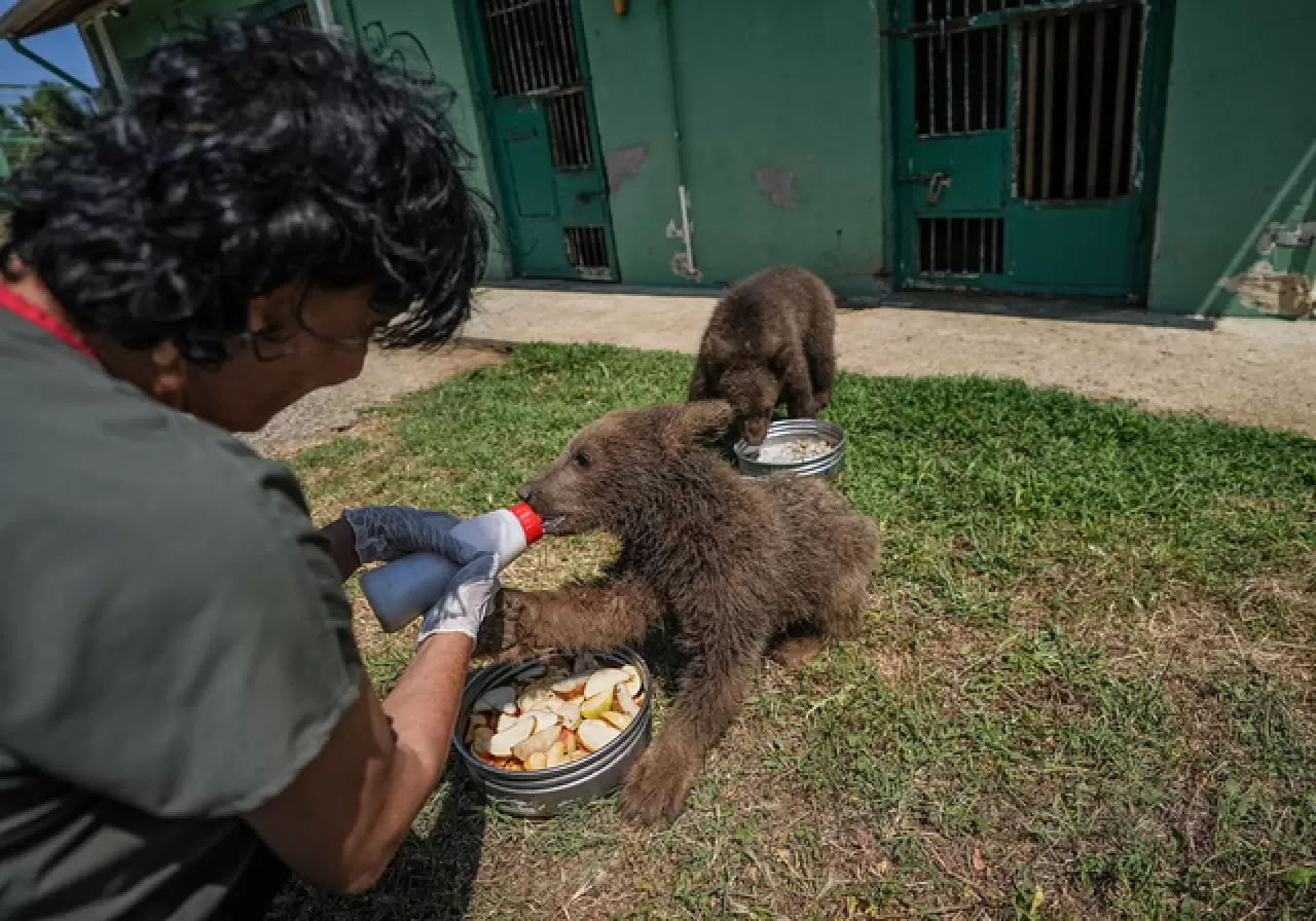 Ayı barınağının minik sakinleri 4