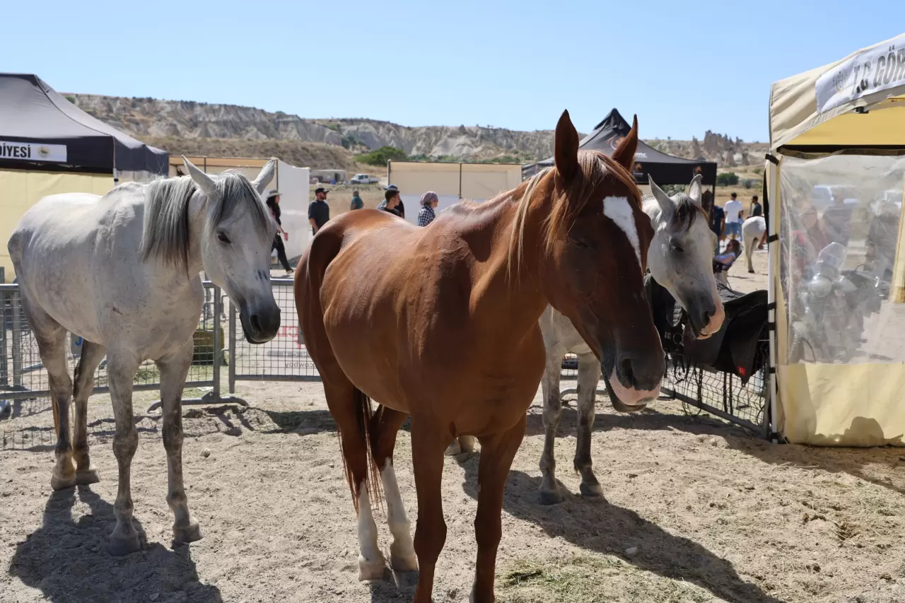 Kapadokya’da güzel atlar podyuma çıktı 4