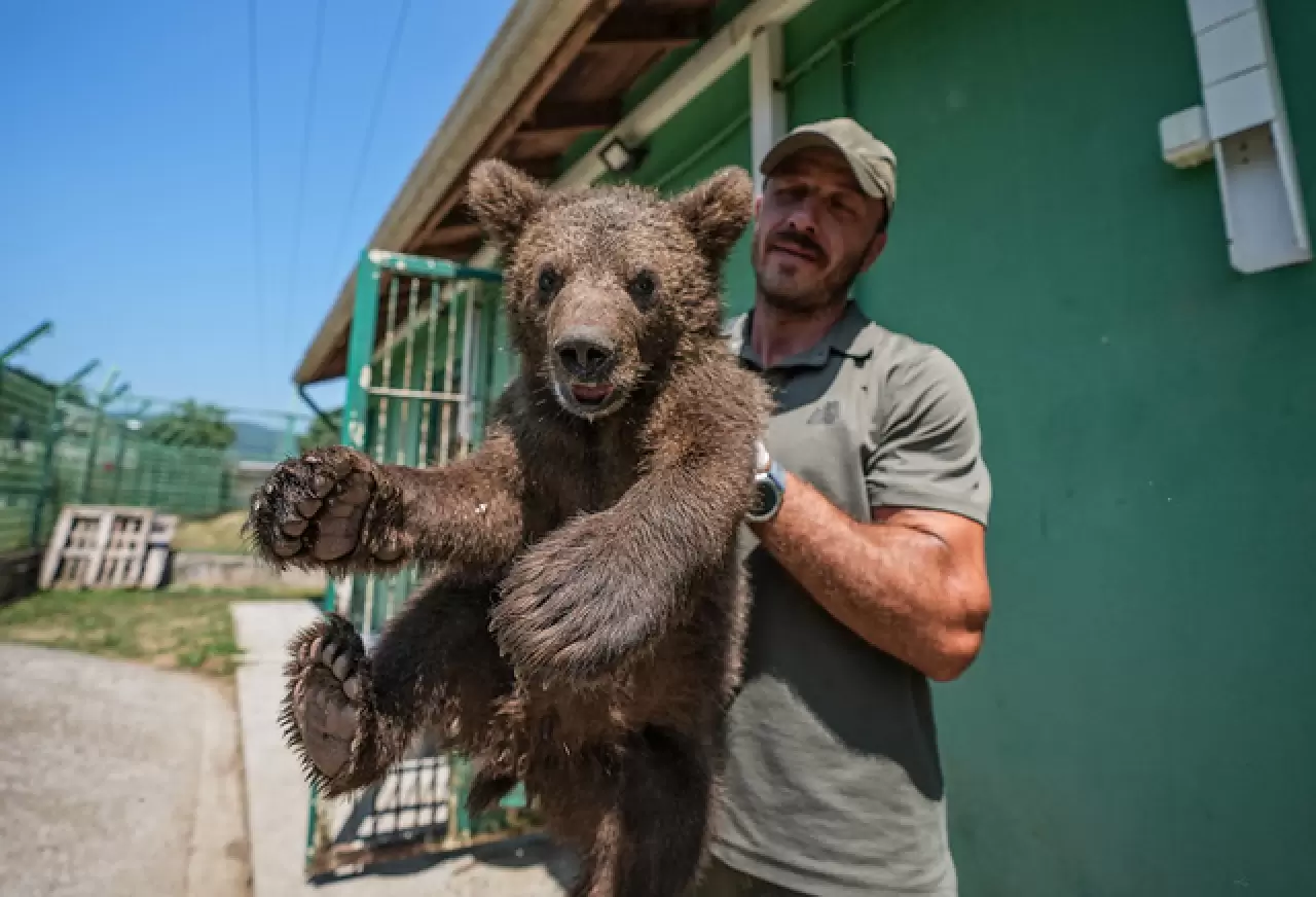 Ayı barınağının minik sakinleri 7