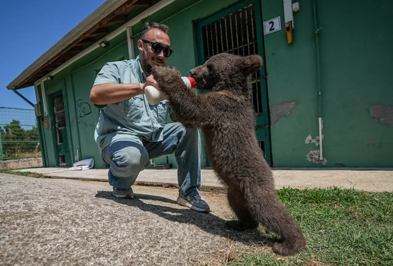 Ayı barınağının minik sakinleri 10