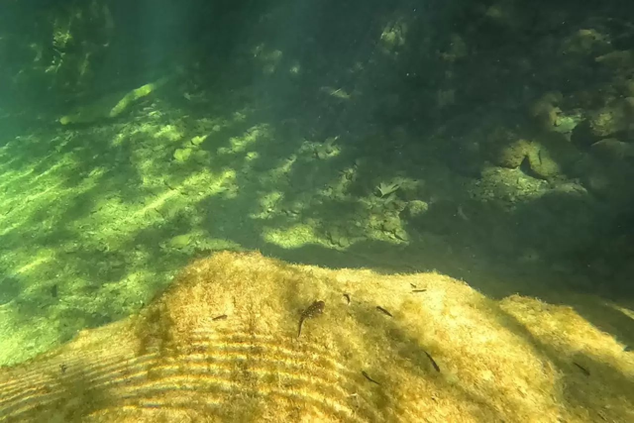 Yüzlerce sarı benekli Türk semenderi keşfedildi 2