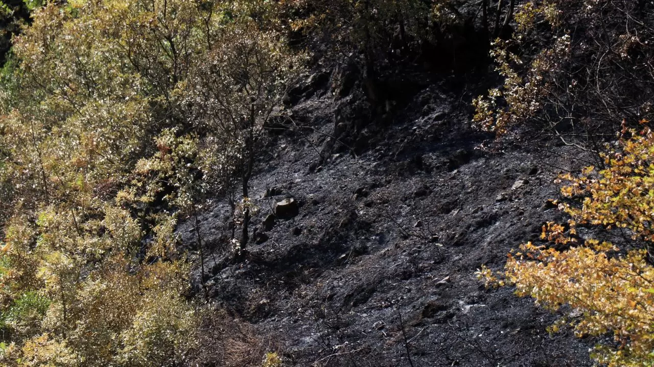 Yangın sonrası acı tablo: 'Yeşil' ve 'siyah' yan yana 7
