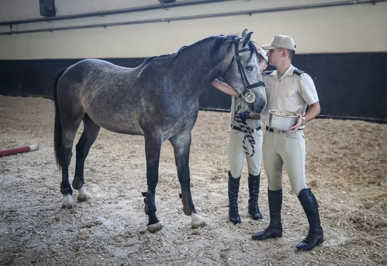 Türk Silahlı Kuvvetleri'nin atları özenle yetiştiriliyor 3