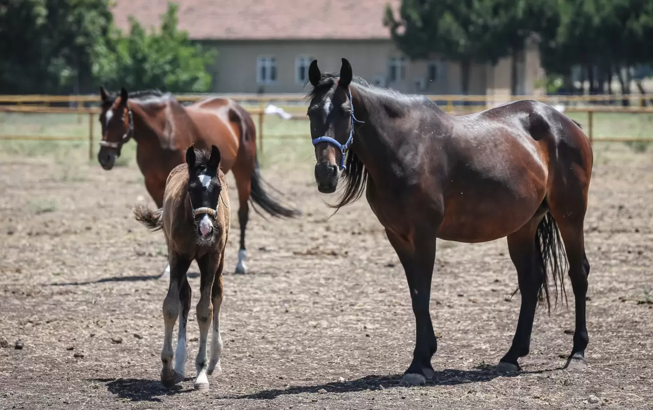Türk Silahlı Kuvvetleri'nin atları özenle yetiştiriliyor 5