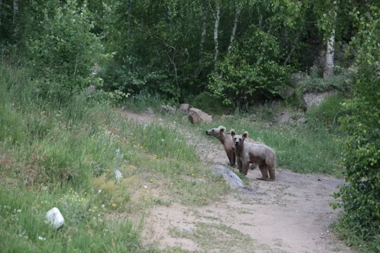Nemrut Kalderası'ndaki bozayılar görenlerin ilgisini çekiyor 3
