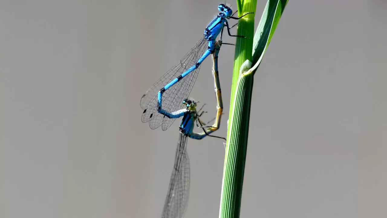 Sarıkamış'ın doğası "tarım dostu" yusufçuklarla renklendi 5