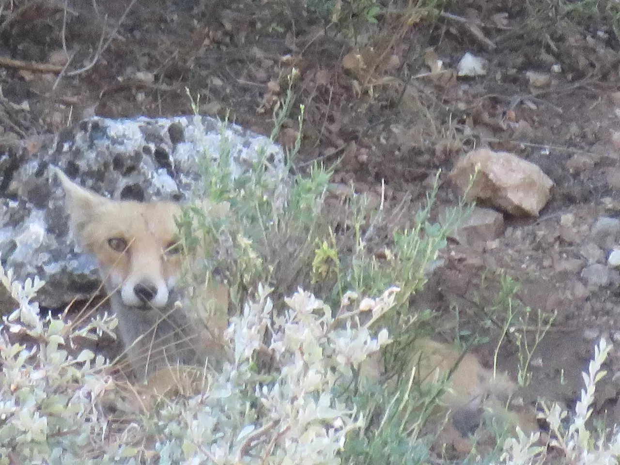 Ahır Dağı'nda ala geyik sürüsü görüntülendi 3