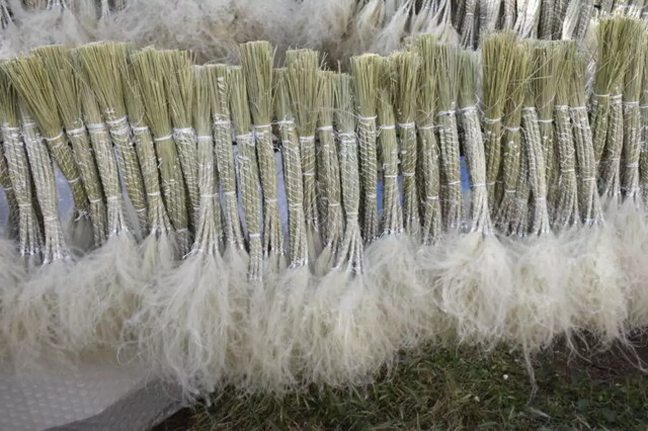 Mekanları süsleyen pampasın 'zahmetli' yolculuğu 6