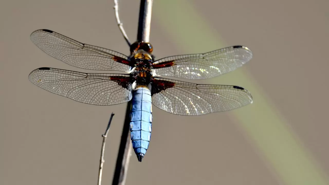 Sarıkamış'ın doğası "tarım dostu" yusufçuklarla renklendi 1