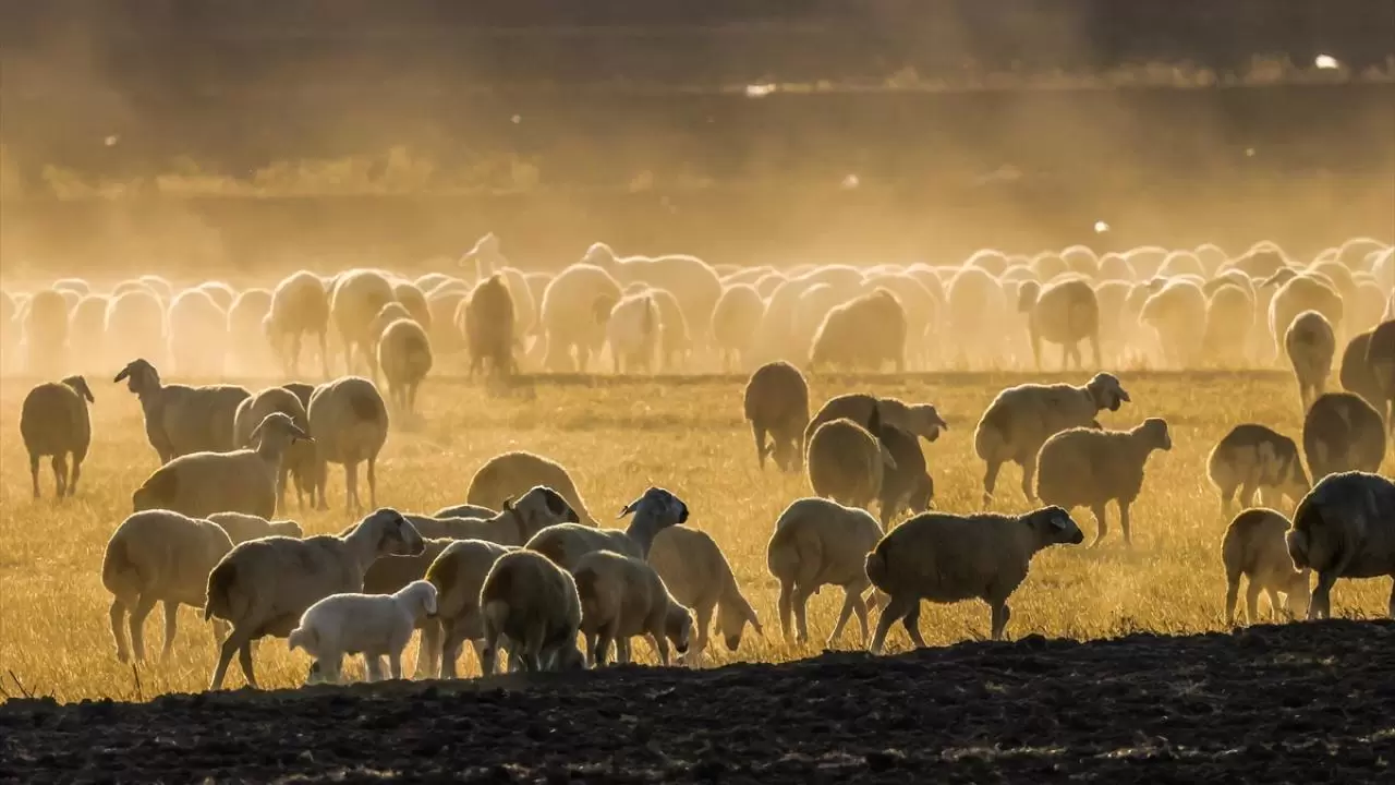 Tuz Gölü pembe renge büründü 7