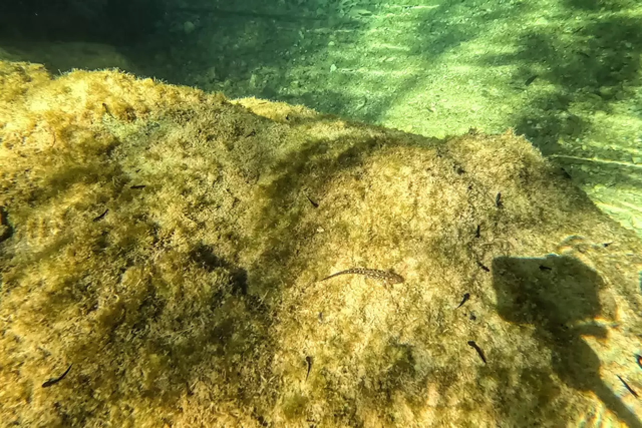 Yüzlerce sarı benekli Türk semenderi keşfedildi 8