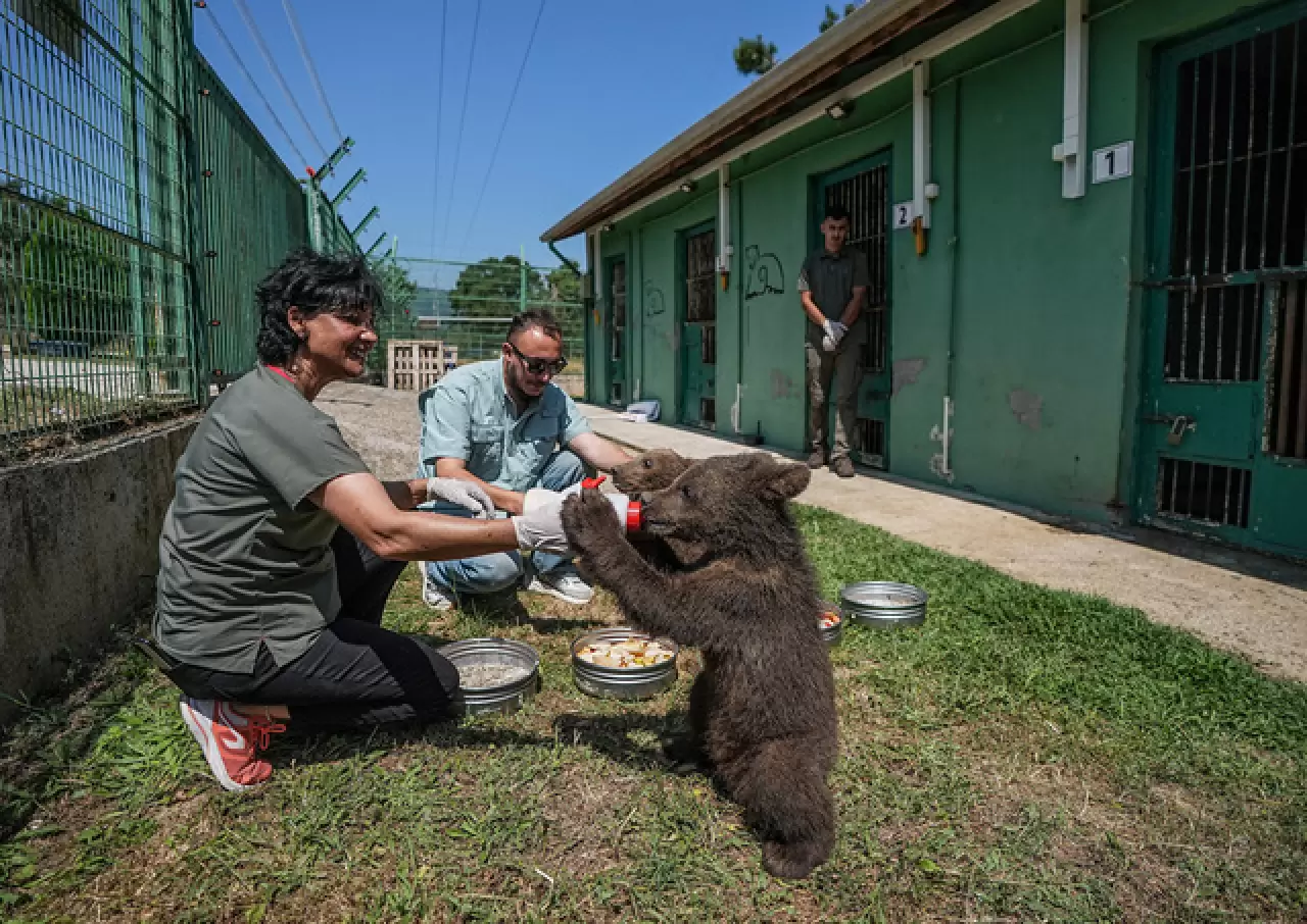 Ayı barınağının minik sakinleri 1