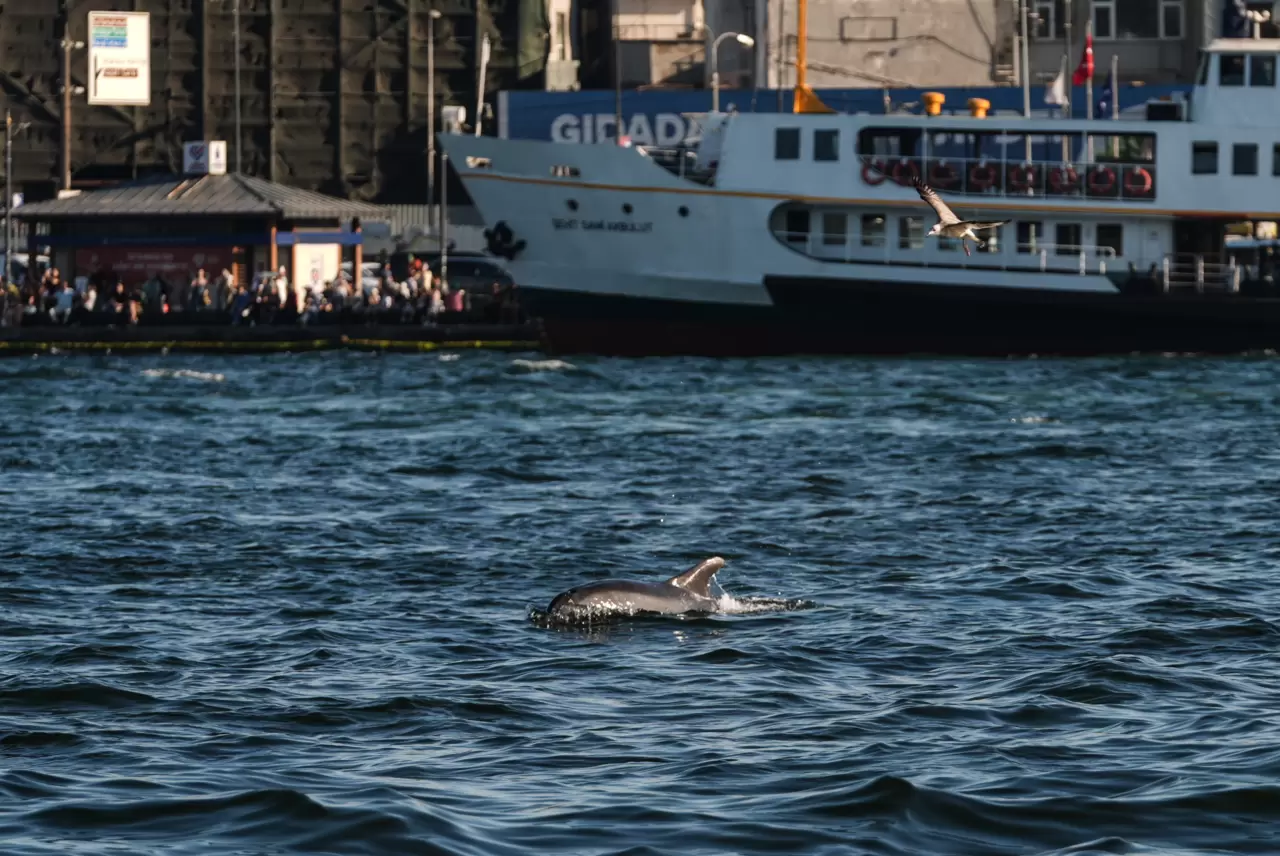 İstanbul Boğazı'nda yunuslar görüntülendi 1