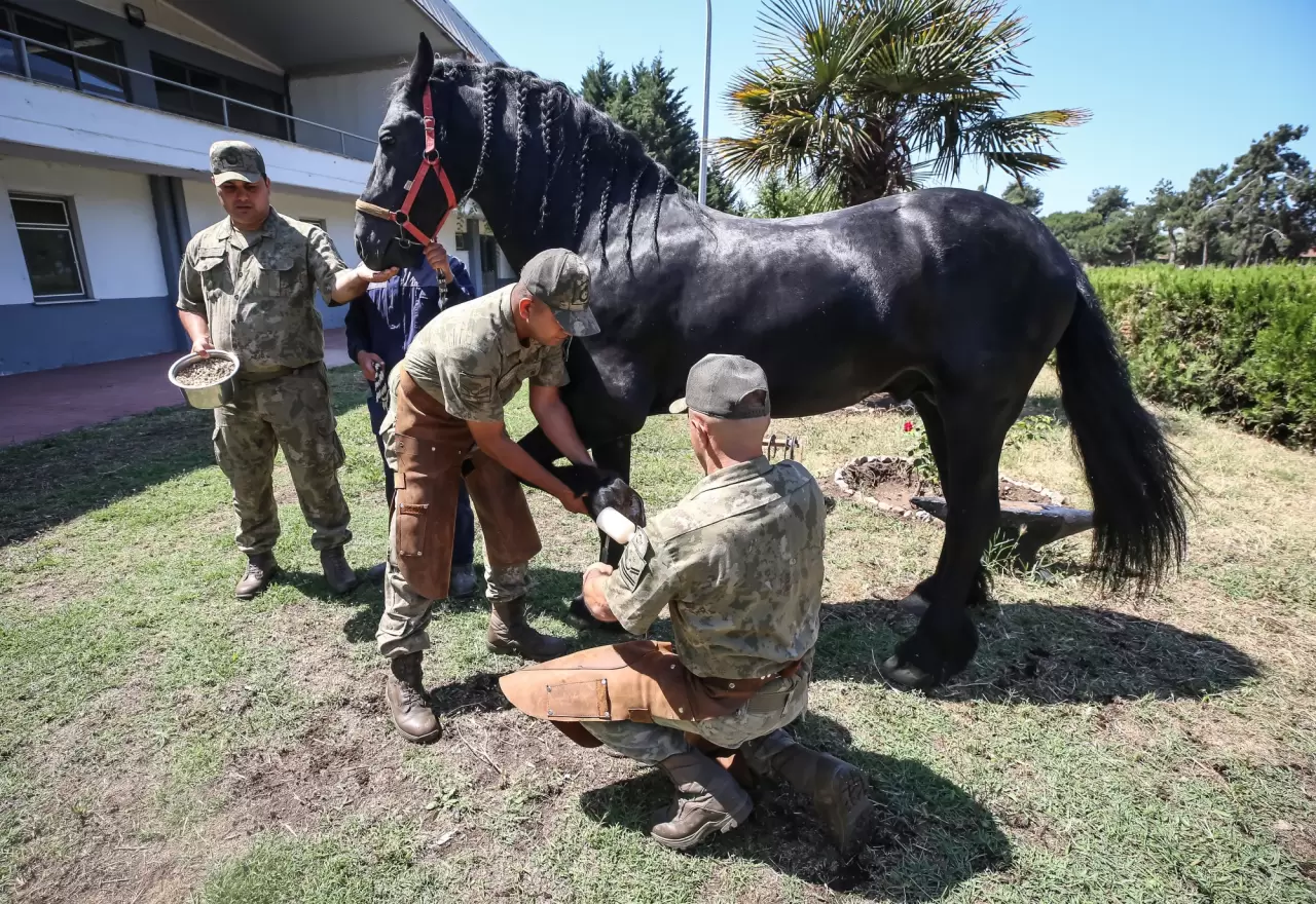 Türk Silahlı Kuvvetleri'nin atları özenle yetiştiriliyor 2
