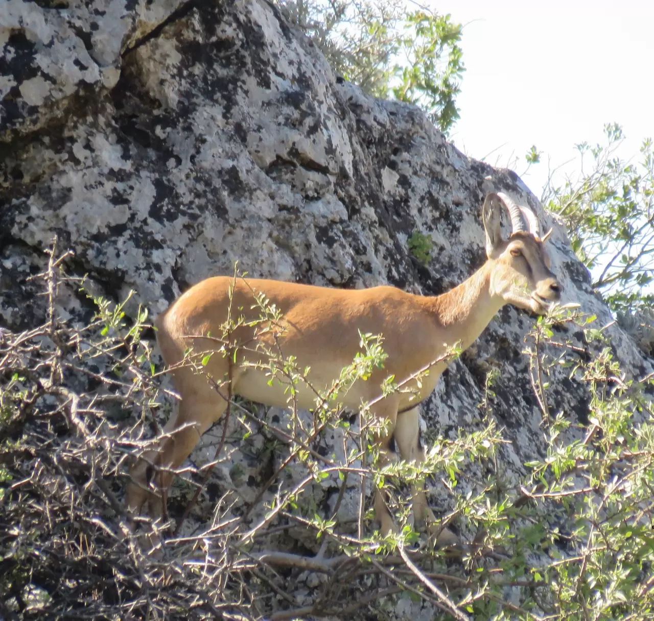 Ahır Dağı'nda ala geyik sürüsü görüntülendi 4