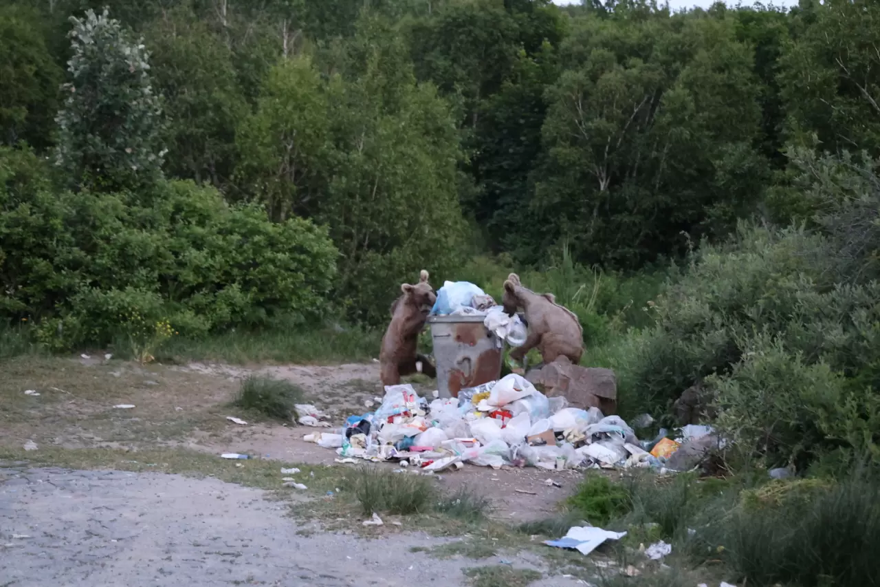 Nemrut Kalderası'ndaki bozayılar görenlerin ilgisini çekiyor 4