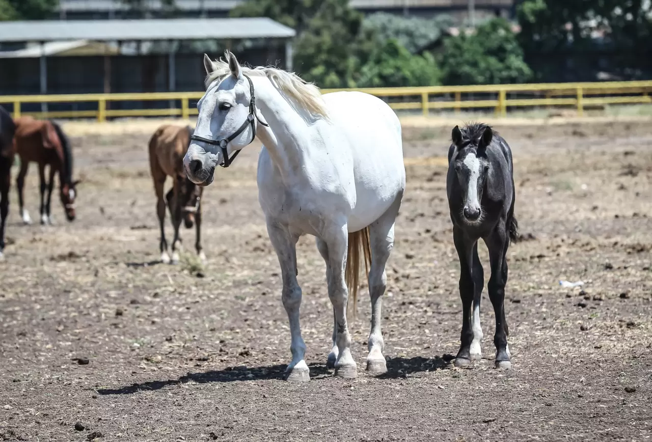 Türk Silahlı Kuvvetleri'nin atları özenle yetiştiriliyor 4