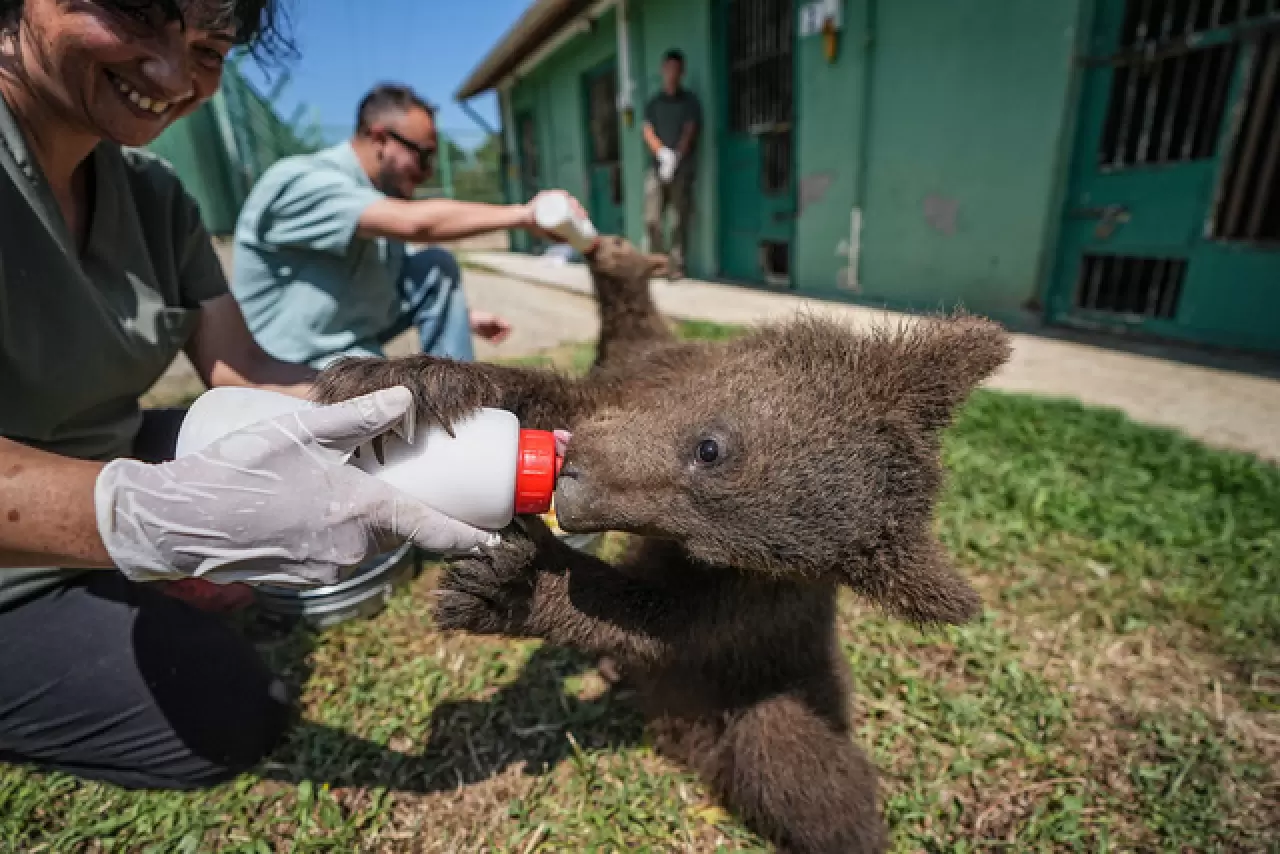Ayı barınağının minik sakinleri 6