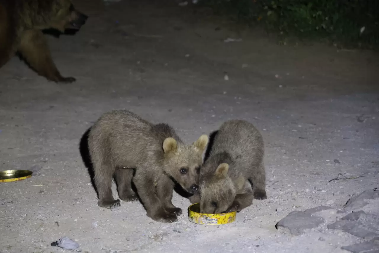 Nemrut Kalderası'ndaki bozayılar görenlerin ilgisini çekiyor 2
