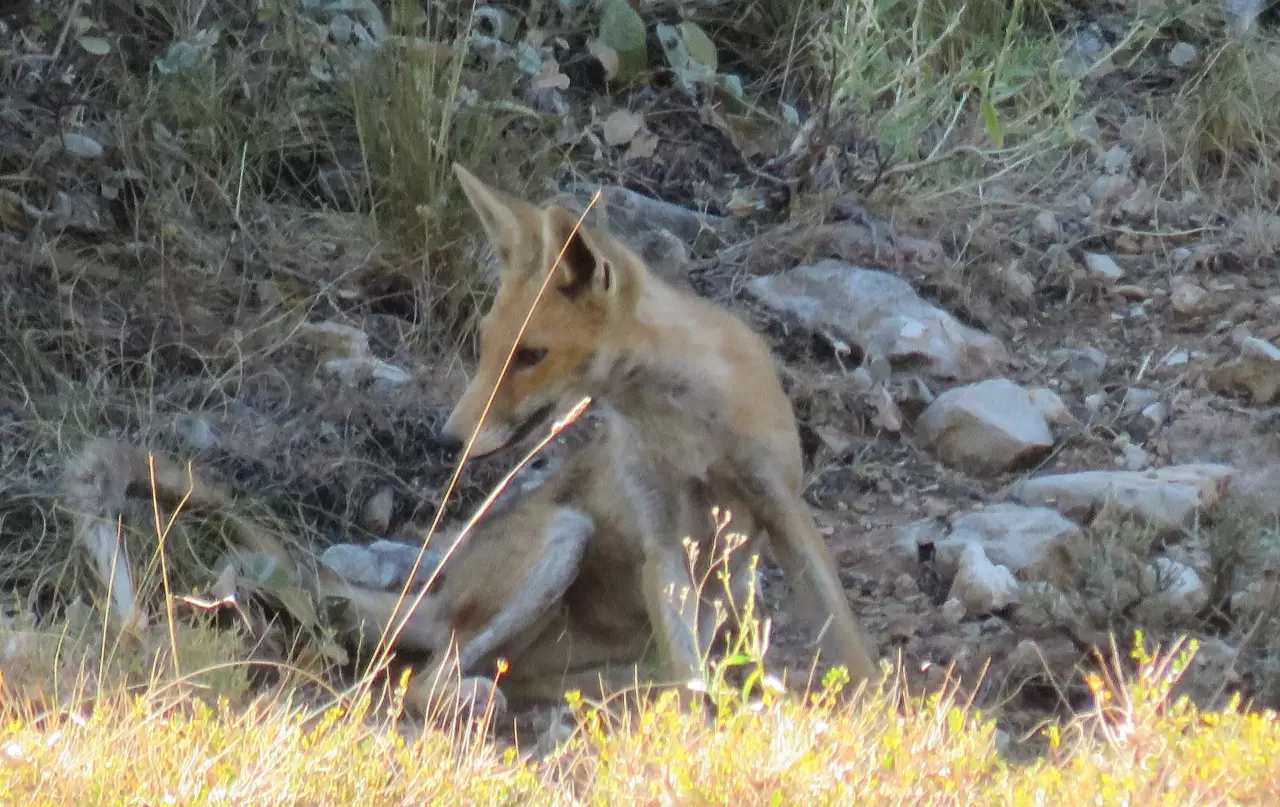 Ahır Dağı'nda ala geyik sürüsü görüntülendi 2