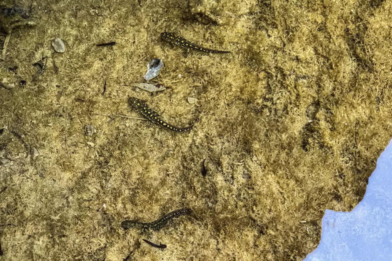 Yüzlerce sarı benekli Türk semenderi keşfedildi 11