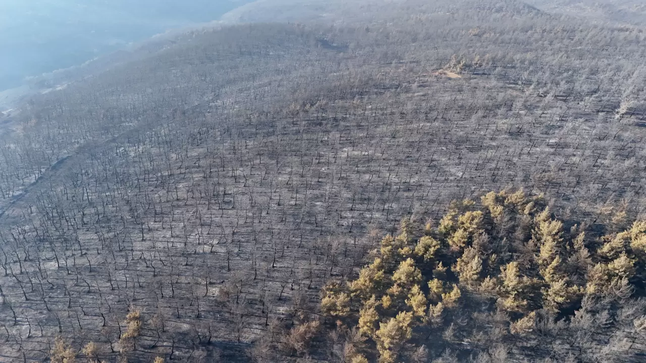 Tekirdağ'da orman yangınından etkilenen alanlar havadan görüntülendi 3