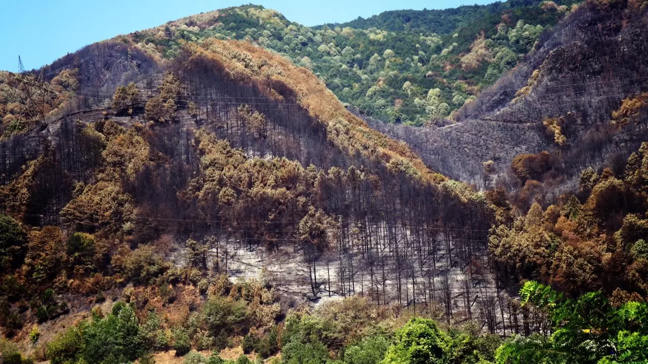 Yangın sonrası acı tablo: 'Yeşil' ve 'siyah' yan yana 6