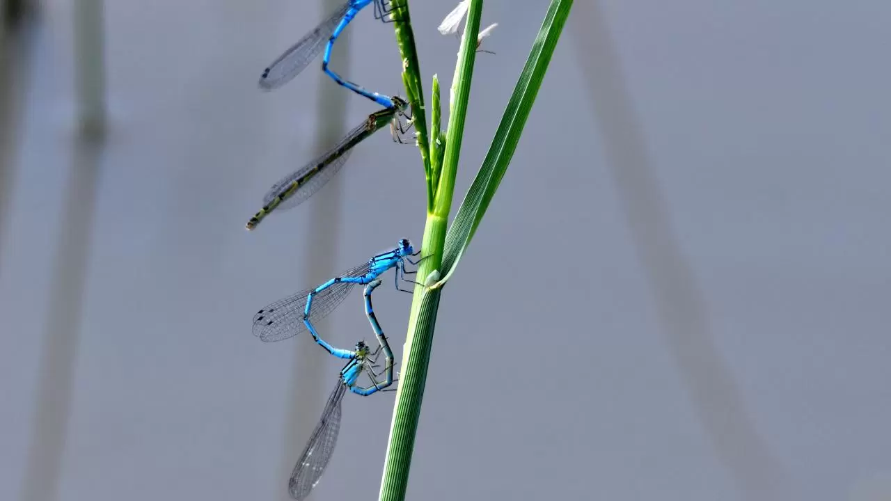 Sarıkamış'ın doğası "tarım dostu" yusufçuklarla renklendi 3