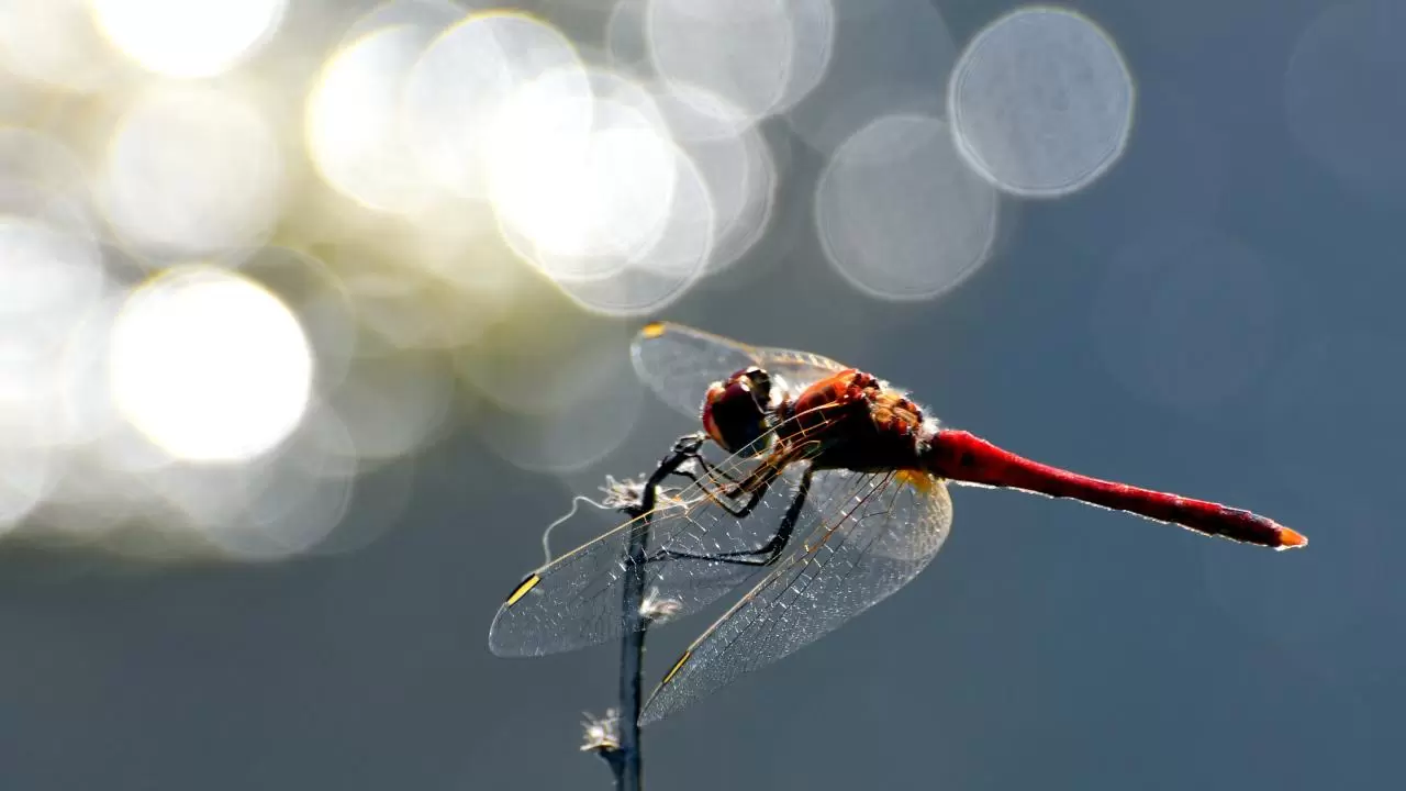 Sarıkamış'ın doğası "tarım dostu" yusufçuklarla renklendi 7